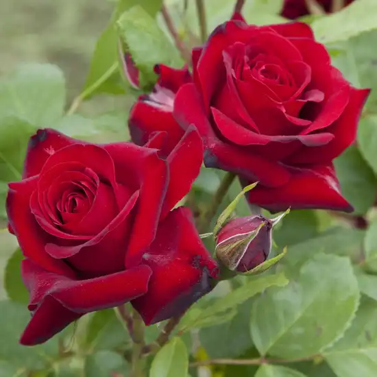 Trandafiri Floribunda - Trandafiri - Niccolo Paganini ® - 